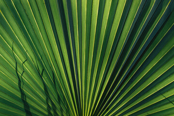 folhagem verde - tropical