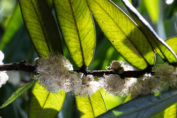 folhagem verde - tropical