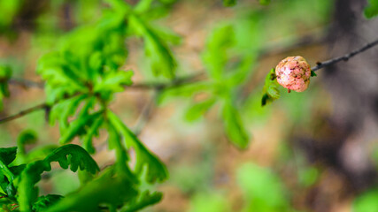 Canvas Print - Bulk with a larva on an oak twig with green leaves.