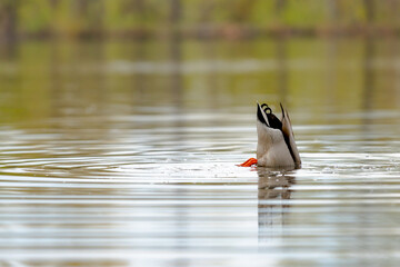 Spatula clypeata duck hunting for food underwater