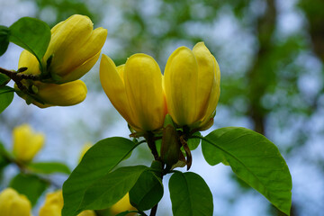 Yellow magnolia flower on a tree in Spring