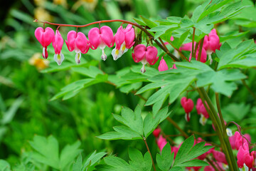 Wall Mural - Heart-shaped pink and white flowers of dicentra spectabilis bleeding heart