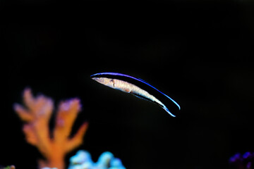 Sticker - Bluestreak cleaner wrasse - Labroides dimidiatus