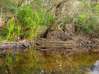 Wall Mural - Creek at the Refuge Cove campsite - Wilsons Promontory, Victoria, Australia