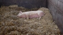 Cute Pink Pig Laying In Clean Hay Of Indoor Pigpen