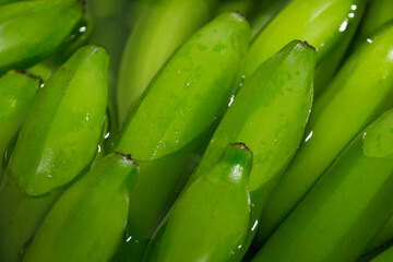 Wall Mural - Bunches of fresh green thailand banana