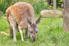 Cute Kangaroo Eating Grass