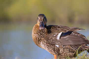 Poster - Closeup shot of a cute big brown duck