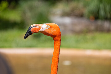 Wall Mural - Closeup shot of the head of a cute flamingo