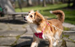 Closeup of an adorable kokoni dog on a leash in a park under the sunlight with a blurry background