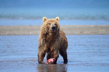 Wall Mural - Ruling the landscape, brown bears of Kamchatka (Ursus arctos beringianus)