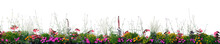 Annual Flowers Flowerbed Panorama, Isolated Horizontal Panoramic Blooming Cardinal Flower Bed Closeup, Flowering Begonias, Balsams, Gauras, Marigolds, Verbenas, Wandflowers, Large Detailed Pattern