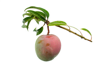 Wall Mural - Mango is hanging on a branch, isolated on white background.