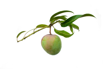 Wall Mural - Mango is hanging on a branch, isolated on white background.