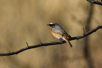 Wall Mural - A stunning male Redstart, Phoenicurus phoenicurus, perching on a branch in heathland. It is hunting for insects to eat.	