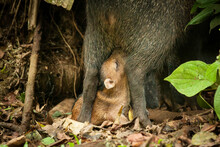 A New-born Peccary Suckles Milk From Its Mother