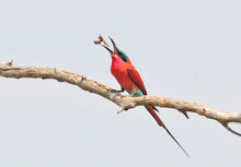 Carmine Bee-eater (Merops Nubicoides) Eating A Bee