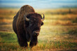 © SuperStock - Buffalo (Bison bison) in Jackson, Wyoming