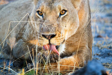 Lion (Panthera Leo) Licking Her Paws