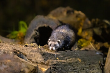 Canvas Print - Polecat near burrow at night