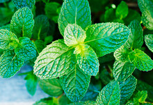 Close Up Of Mint Leaves