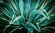 © SuperStock - Close up of verigated Agave