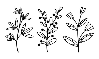 Set of vector elements of branches with leaves and herbs. Hand-drawn plants. Vintage botanical illustrations with berries and inflorescences. Isolated black outline, doodle.