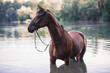 Ein Pferd steht bei heißen Temperaturen im Sommer in einem See