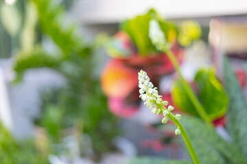 Wall Mural - Giant Squill flower in garden