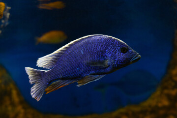 Wall Mural - Electric Blue African Cichlid fish on blurry natural blue brown background.