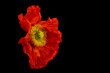 Floral fine art still life color macro of a single isolated red yellow silk poppy blossom isolated on black background with pollen in surrealistic vintage painting style