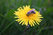löwenzahn blüte mit biene