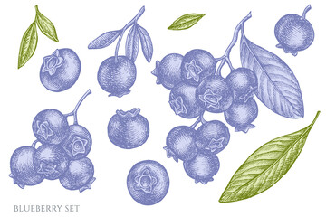 Wall Mural - Vector set of hand drawn pastel blueberry