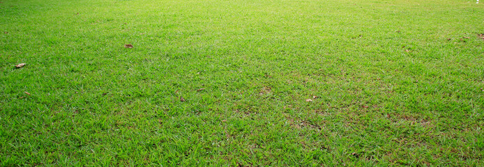 Wall Mural - green grass field