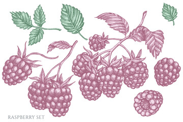 Wall Mural - Vector set of hand drawn pastel raspberry