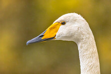 Whooper Swan Portrait On Geen Background