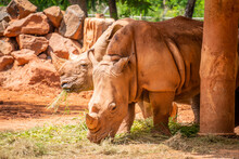 Rhino Or Rhinoceros Is Eating Grass On The Red Soil In A Zoo.