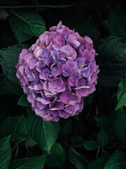 Sticker - Beautiful fresh purple hydrangea flower in full bloom in the garden, close up. Blooming summer flowering plants, dark green leaves background. Copy space.