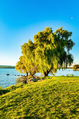 Canvas Print - Magnificent sprawling tree