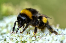 Macro Yellow And Black Bumblebee (Bombus Terrestris) Feeding On White Flower 