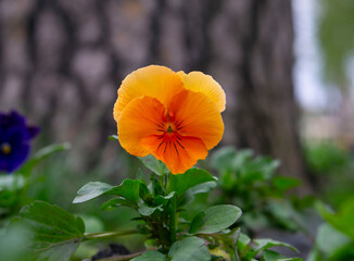 Wall Mural - The garden pansy (Viola wittrockiana) is a type of large-flowered hybrid plant cultivated as a garden flower. Wild pansy or Viola tricolor, also known as Johnny Jump up or heartsease.