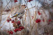The Waxwing and red Berries