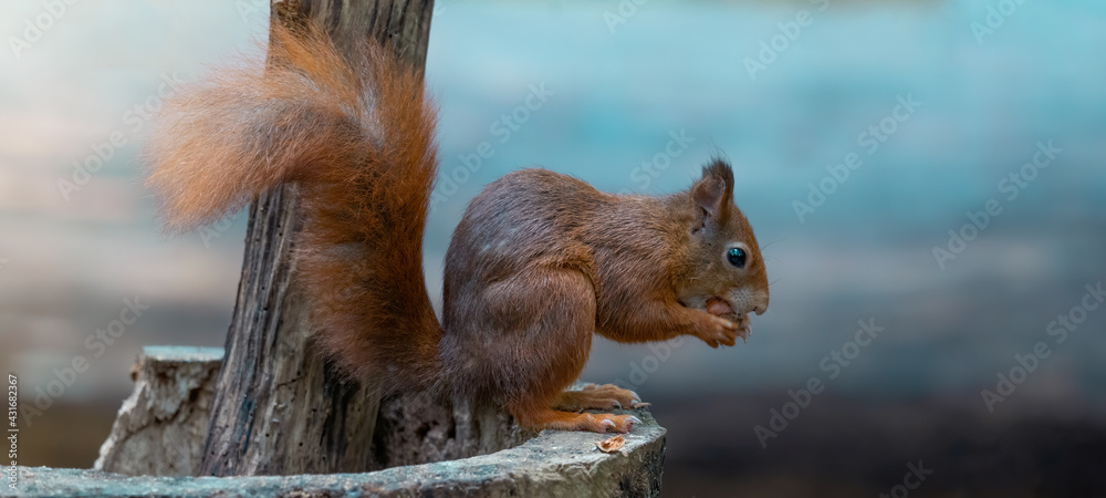 Funny animal wildlife nature background banner panorama - Cute red squirrel ( Sciurus vulgaris ) in the forest standing on a tree trunk and eating a hazelnut - obrazy, fototapety, plakaty 