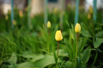 Wall Mural - Young yellow tulip flowers grows in spring rural garden.