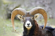 Mouflon With Beautiful Curved Horns Looks At The Camera. Portrait Of An Animal. Mammals. Ovis Gmelini Musimon