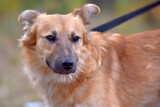 Fototapeta Łazienka - ginger mongrel dog at animal shelter
