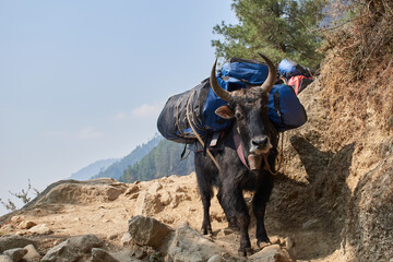 Wall Mural - Yaks carry loads for expeditions in Nepal