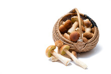 Full Wicker Basket Of Boletus Edulis Isolated On White Background. Edible Mushroom Basket With Space For Text. Nobody