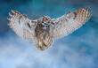 © Nina - Great Horned Owl in flight