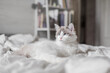 A beautiful young fluffy cat lies on the bed in the bedroom and looks to the side. Munchkin breed.